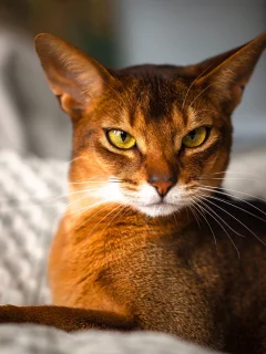 by johnny, rosso, abyssinian, взгляд, кот
