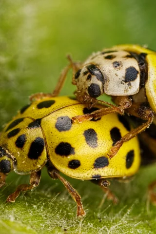 божьи коровки, лист