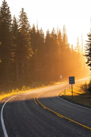 свет, дорога, навстречу, поворот, лучи, солнце, лес, road
