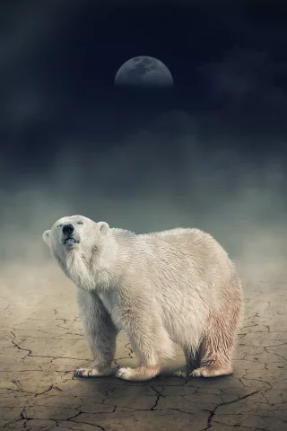 мишка, ночь, белый, медведь, луна