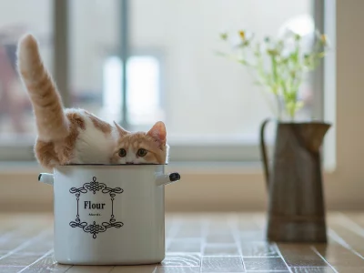 кастрюля, кот