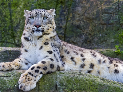 снежный барс, ирбис, snow leopard, взгляд