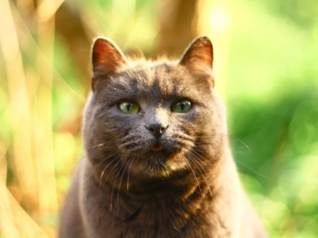кот, фон, блики, серый