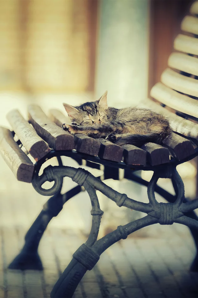 свет, тепло, котэша, котёнок, лавка, спит, кот