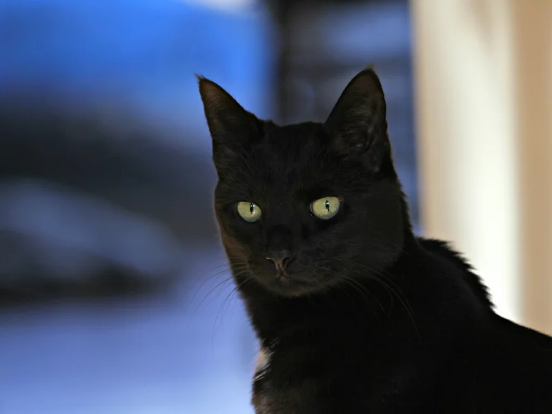 кот, черный, фон, взгляд