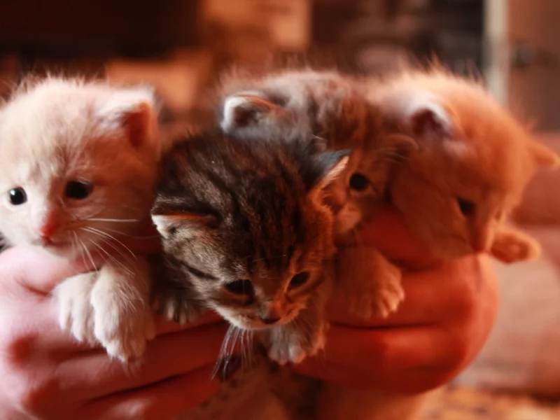 котята, плед, маленький, смешные котята