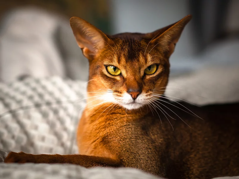 by johnny, rosso, abyssinian, взгляд, кот