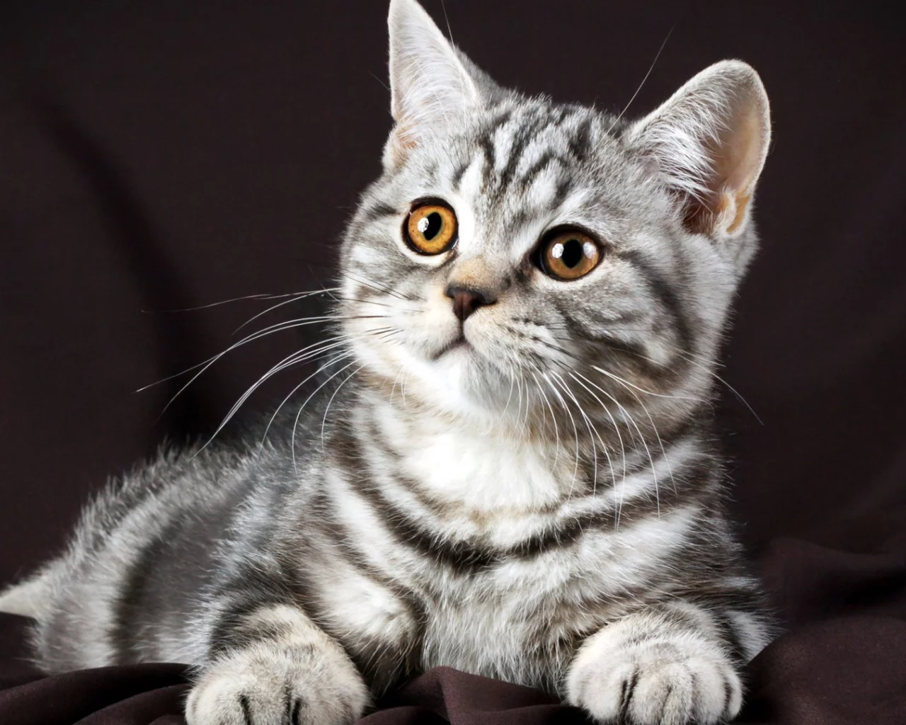 котенок, серый, красивый