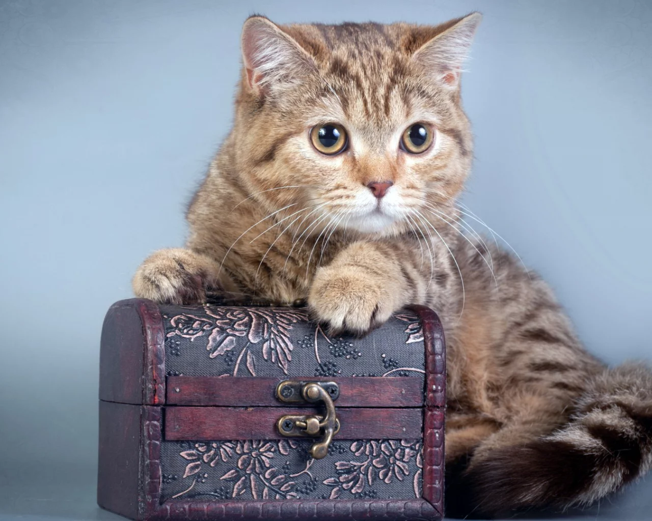 кот, сундук