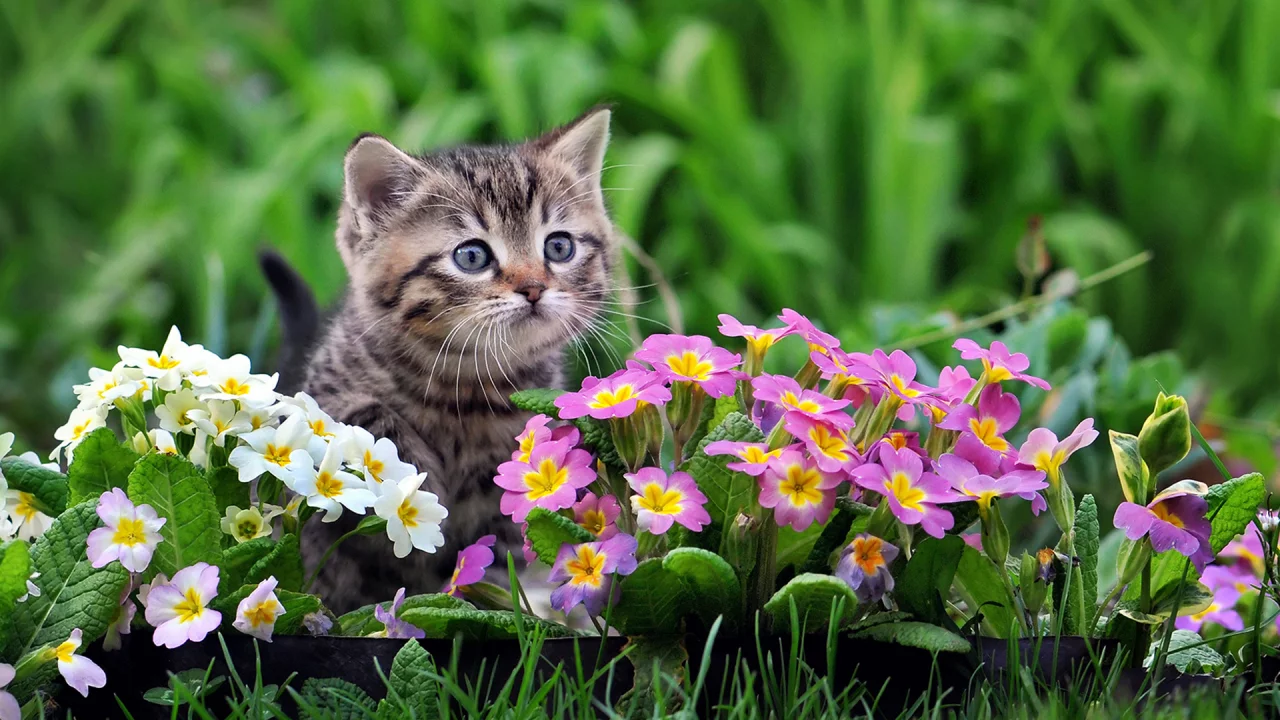 котенок, цветы