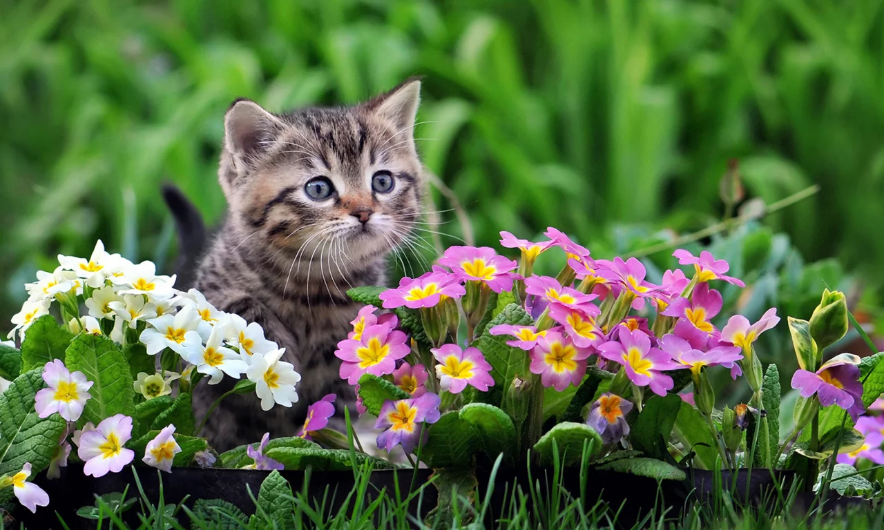 котенок, цветы