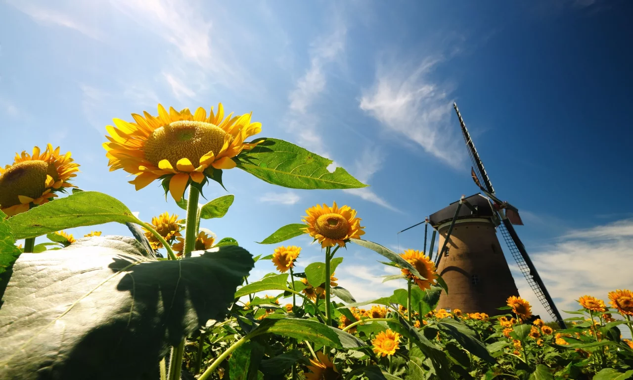 листья, flowers, подсолнух, природа, цветы, цветочки