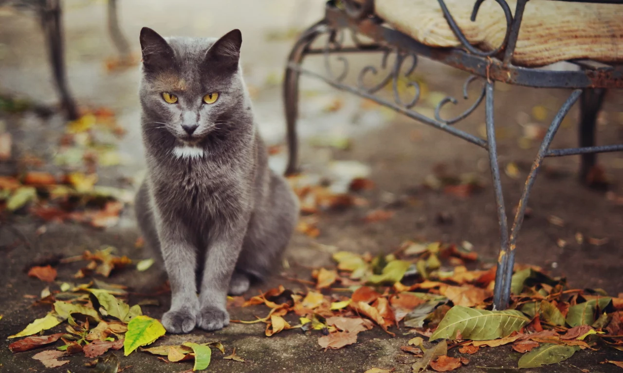 кошка, улица, листья