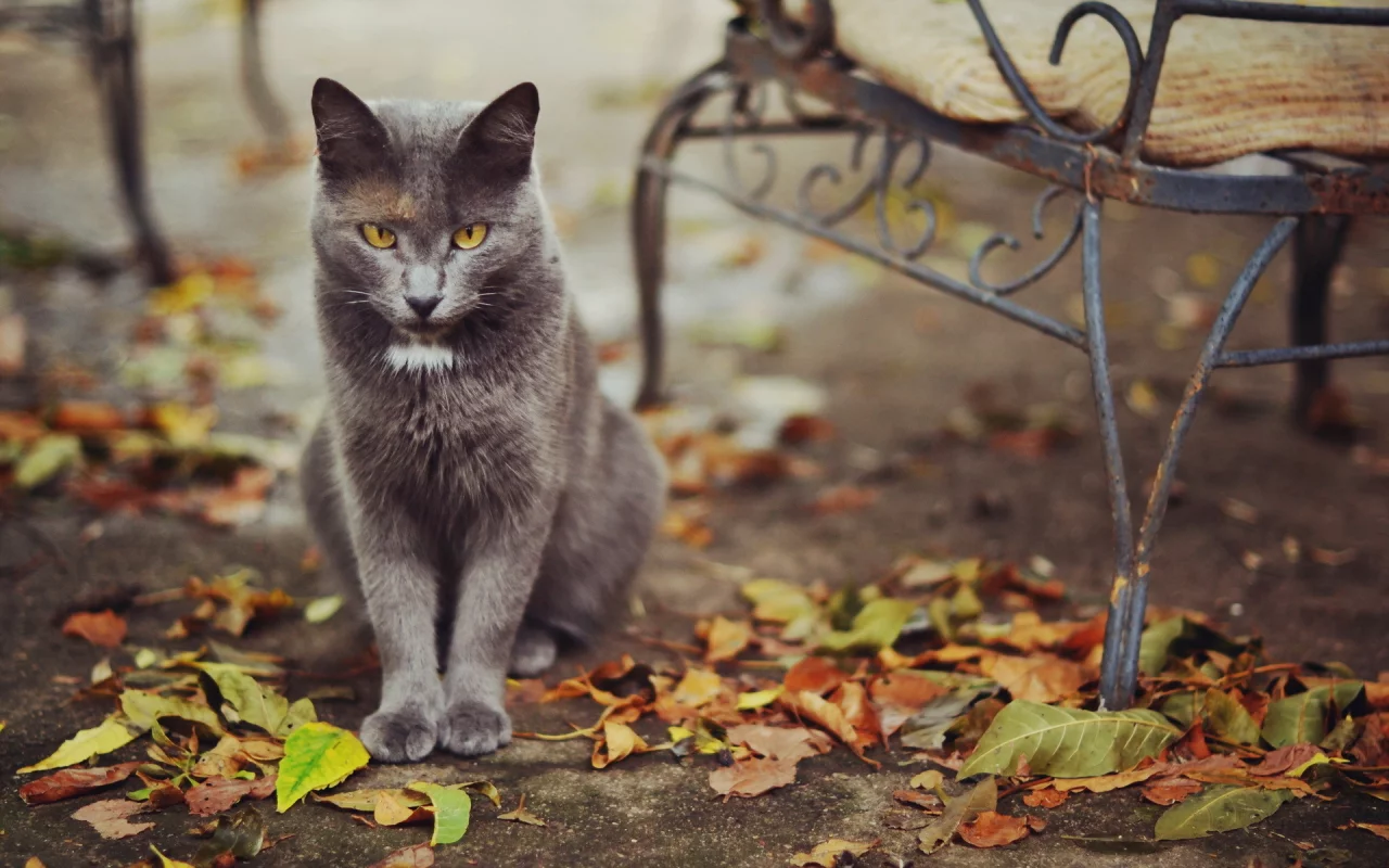 кошка, улица, листья