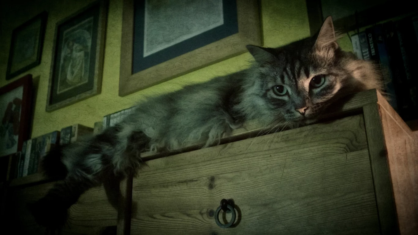 комод, серый, пушистый, кот, лежит, кошка