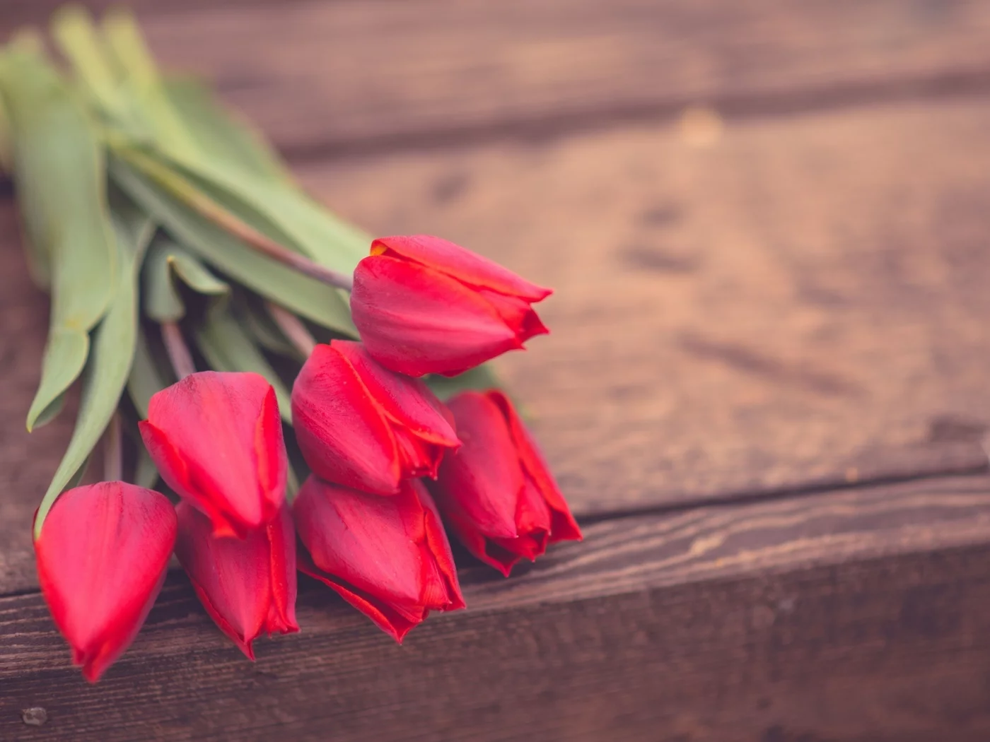 цветы, розы, фон, цветочки, обои, розовые, rose, flower