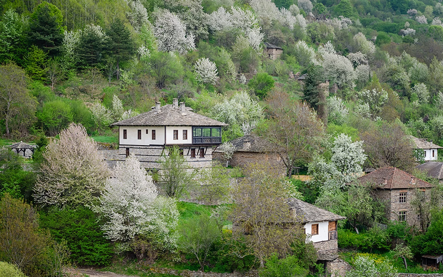 Ковачевица, Родопи, Болгария, деревья, лес, природа, пейзаж, весна