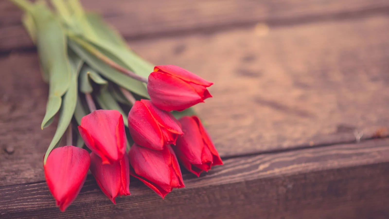 цветы, розы, фон, цветочки, обои, розовые, rose, flower