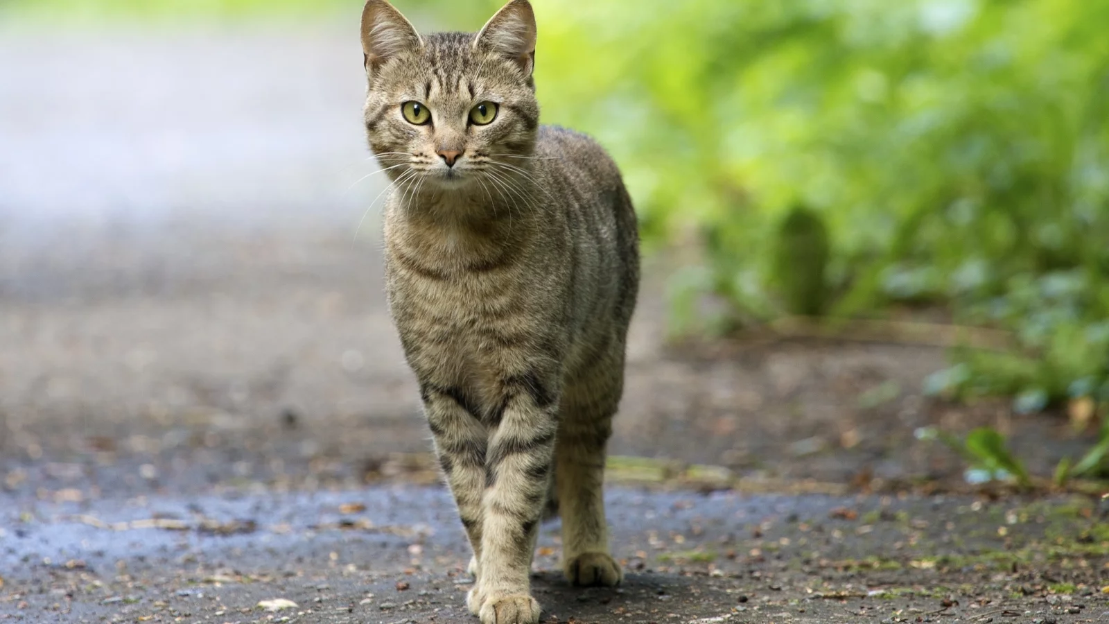глаза, кот, смотрит, усатый, зелёные, уставился