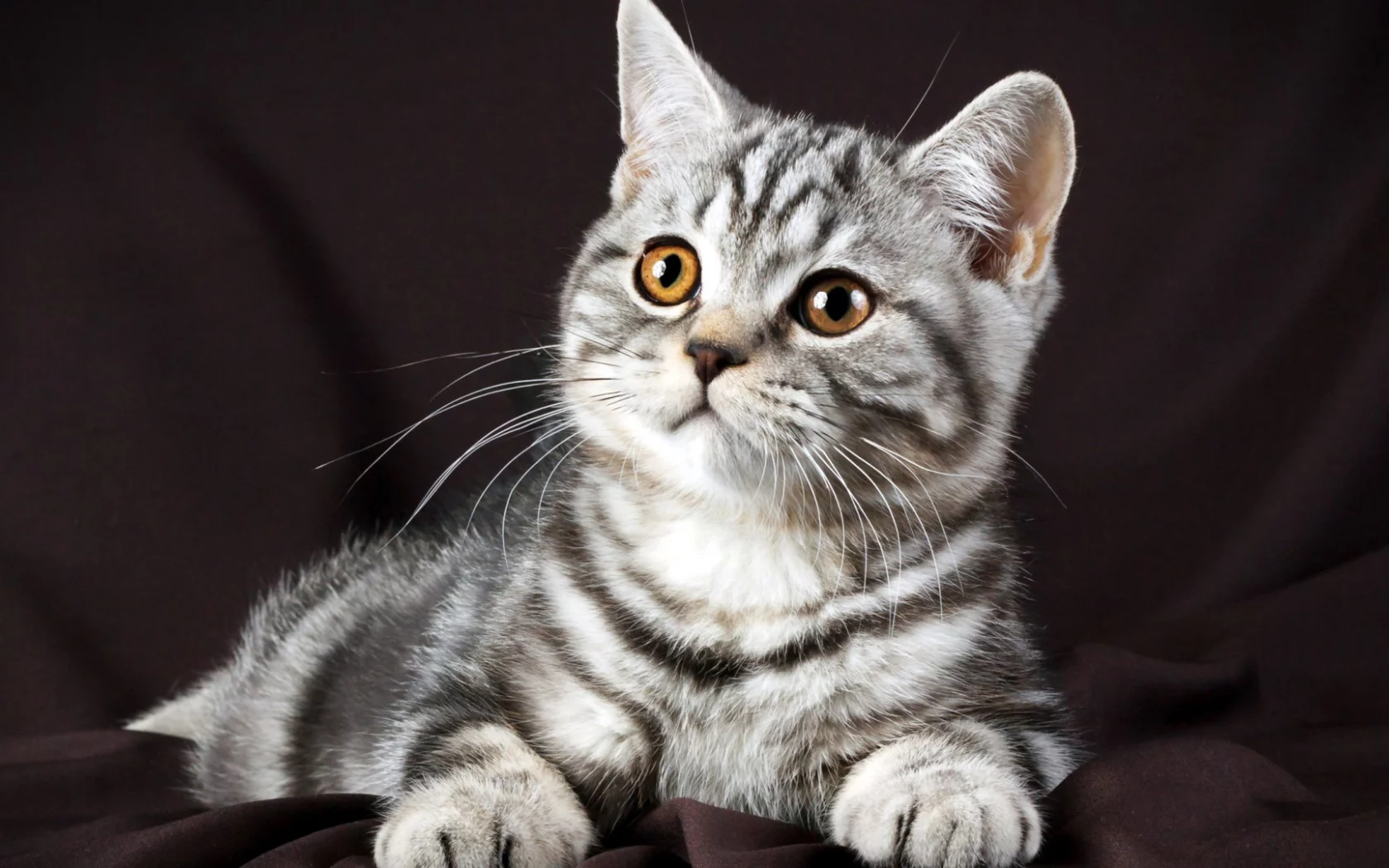 котенок, серый, красивый