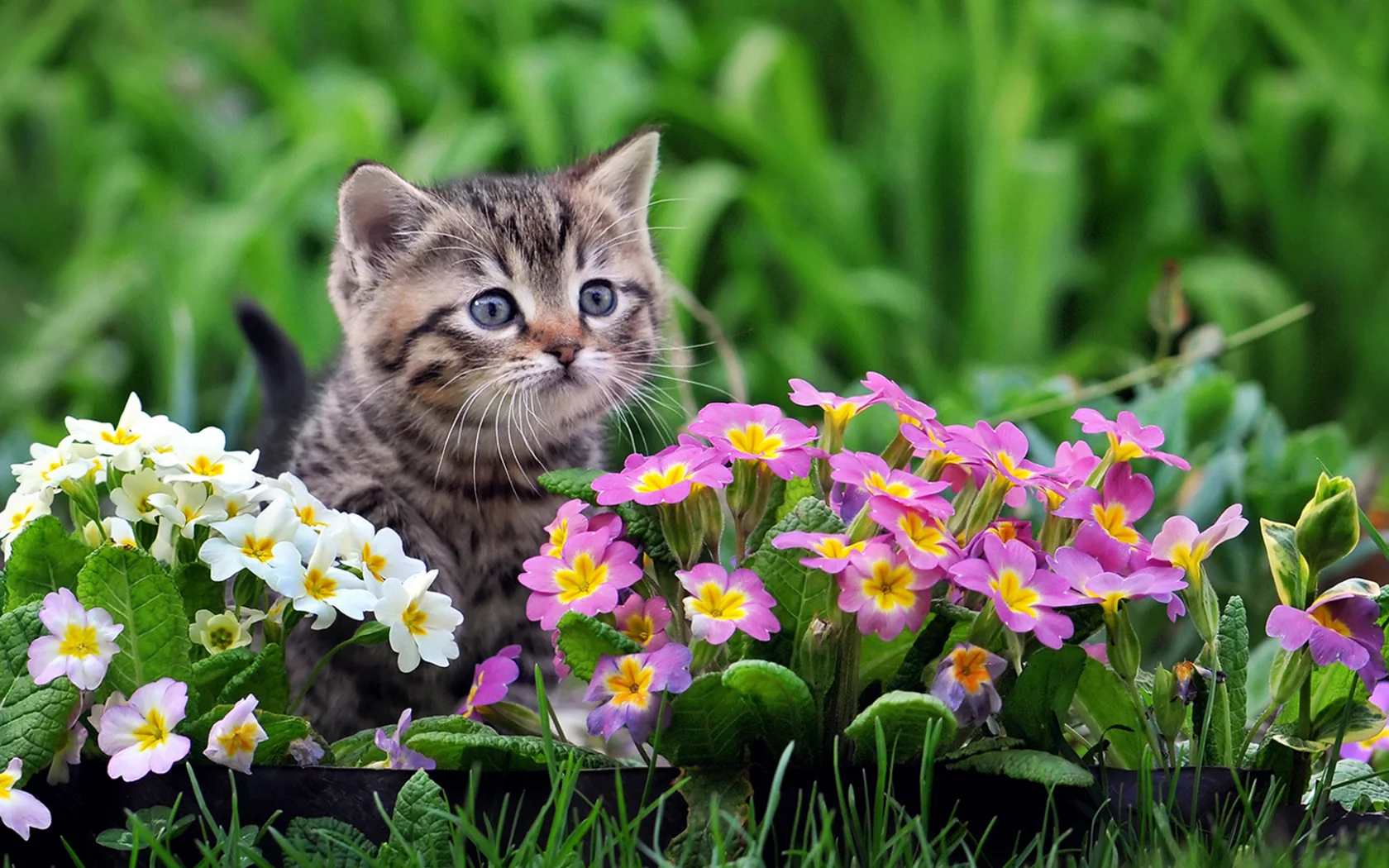 котенок, цветы