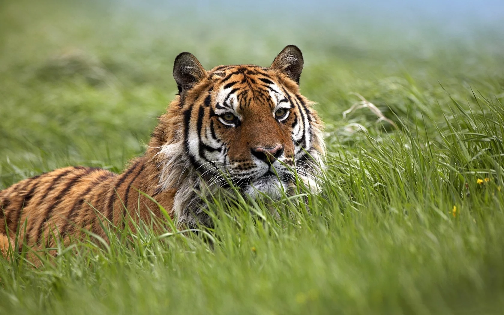 bengal, tiger, grass, wild, bigcat