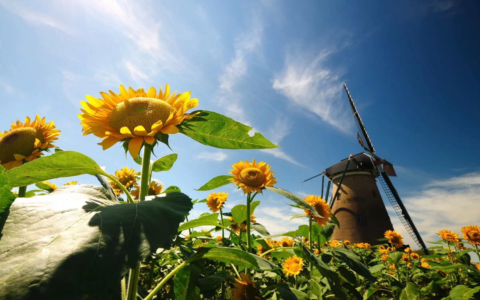 листья, flowers, подсолнух, природа, цветы, цветочки