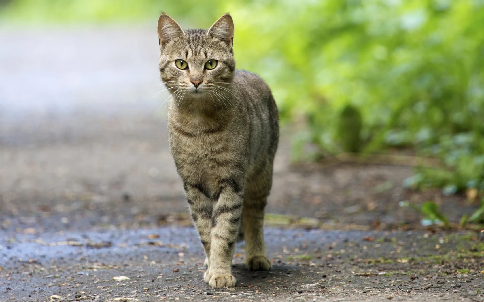 глаза, кот, смотрит, усатый, зелёные, уставился