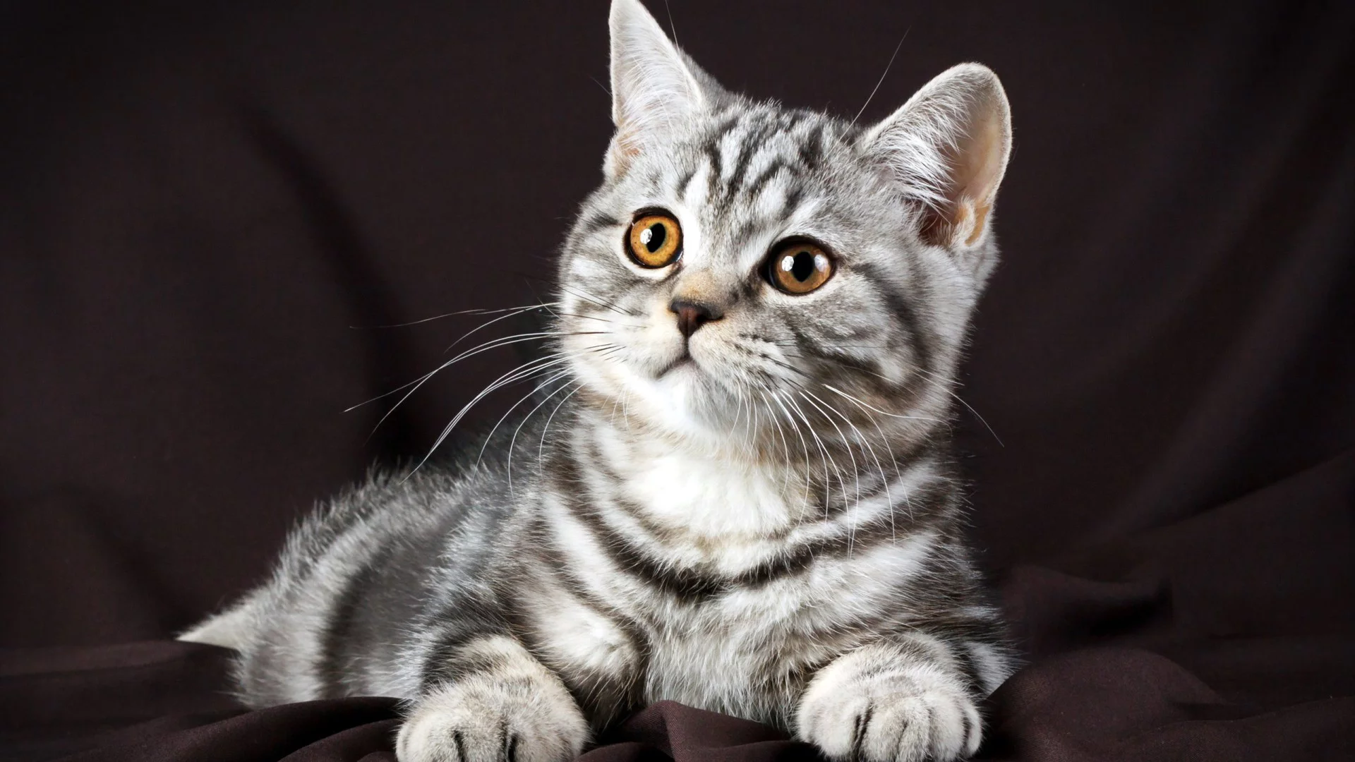 котенок, серый, красивый