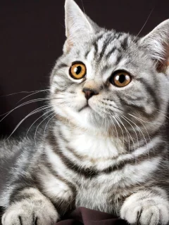 котенок, серый, красивый