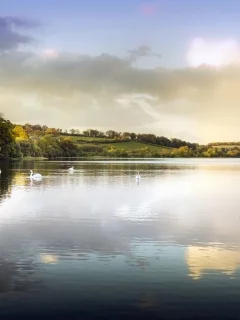 пруд, озеро, парк, вода, лебеди