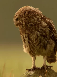 животные, птицы, сова