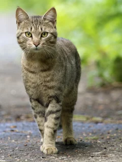 глаза, кот, смотрит, усатый, зелёные, уставился