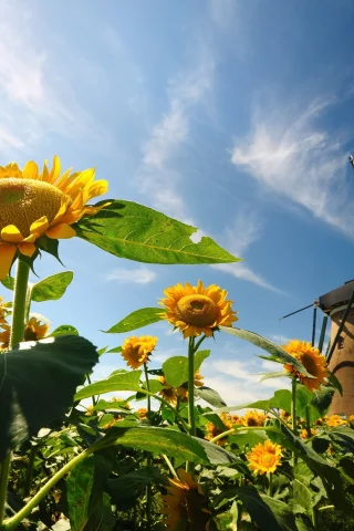 листья, flowers, подсолнух, природа, цветы, цветочки