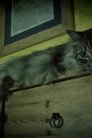 комод, серый, пушистый, кот, лежит, кошка