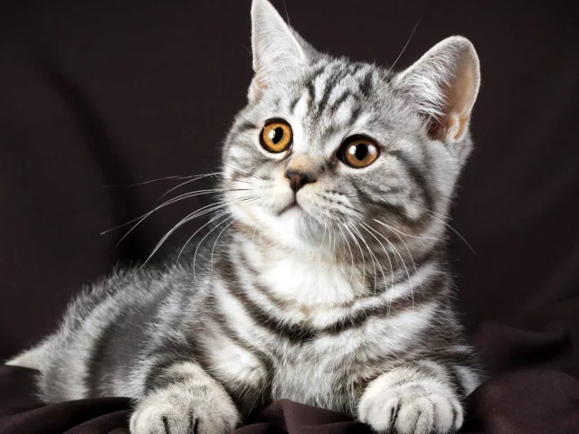котенок, серый, красивый