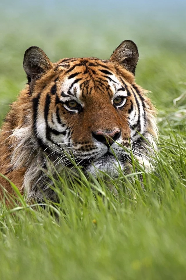 bengal, tiger, grass, wild, bigcat