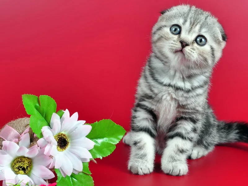 цветы, котенок