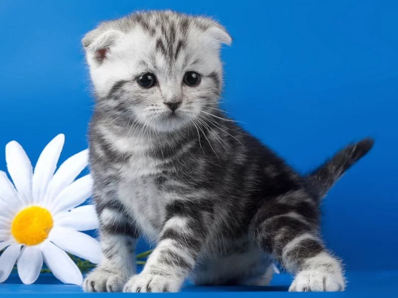 котик, серенький