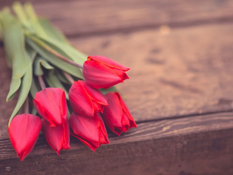 цветы, розы, фон, цветочки, обои, розовые, rose, flower
