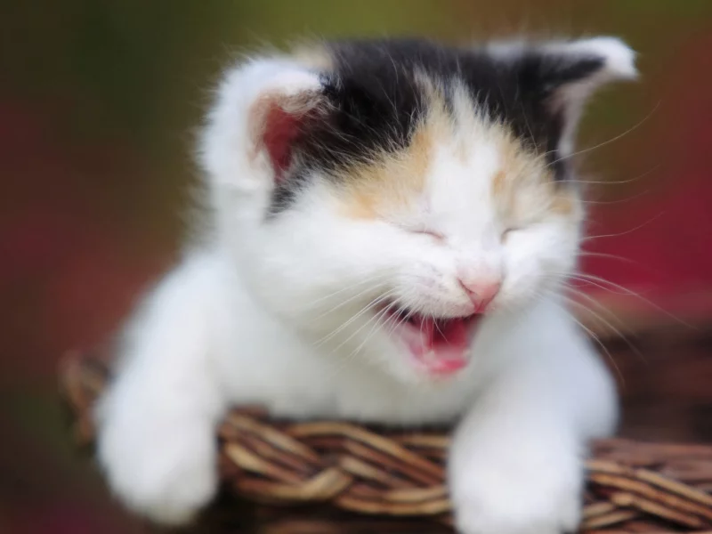 котёнок, корзина, Hannah