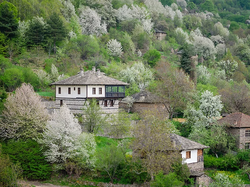 Ковачевица, Родопи, Болгария, деревья, лес, природа, пейзаж, весна