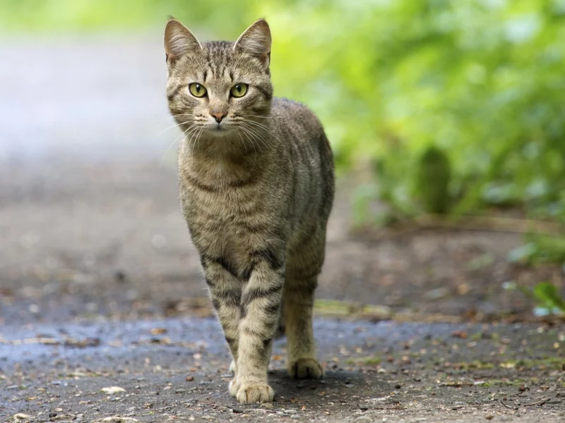 глаза, кот, смотрит, усатый, зелёные, уставился