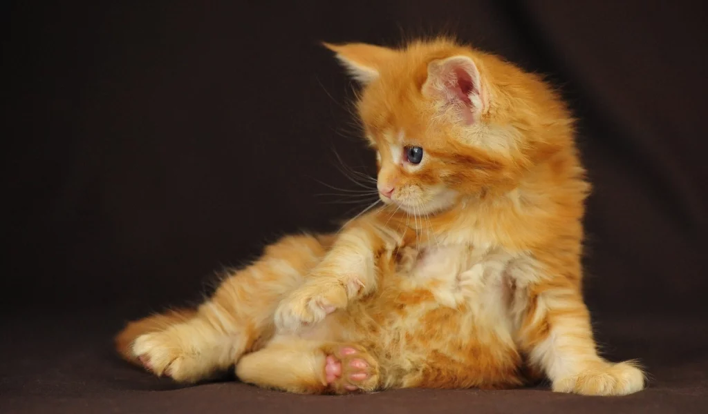 котенок, рыжий, мейн кун, сидит