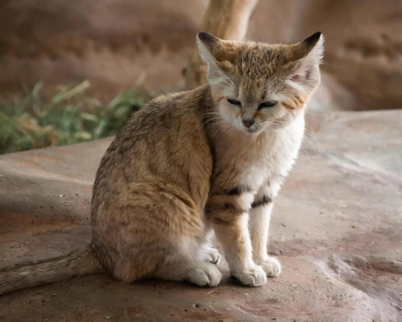 дикая, кошка, спит, хищник, камень
