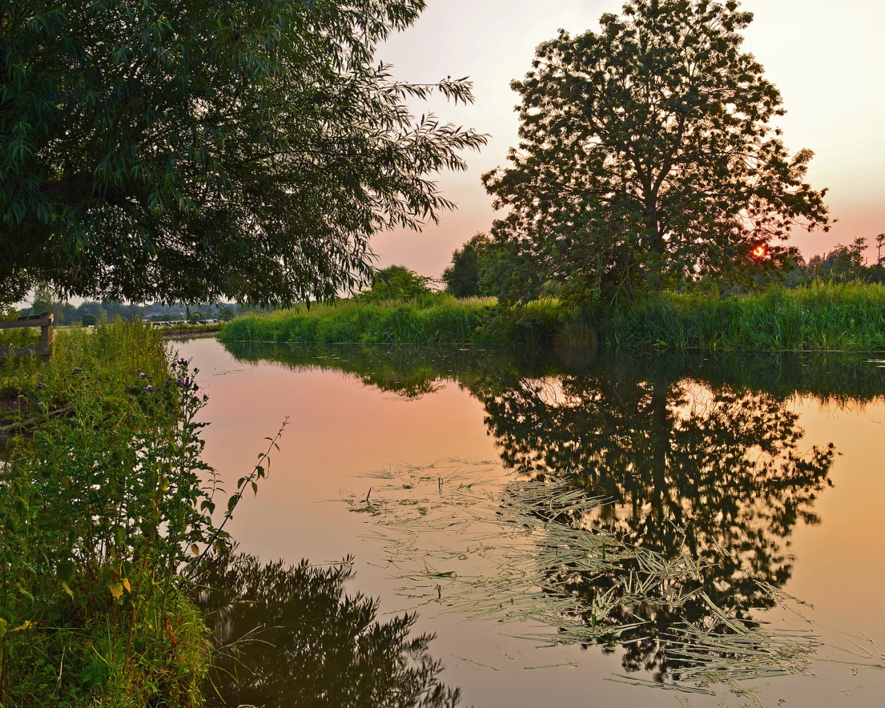 природа, вода, деревья, камыш, закат