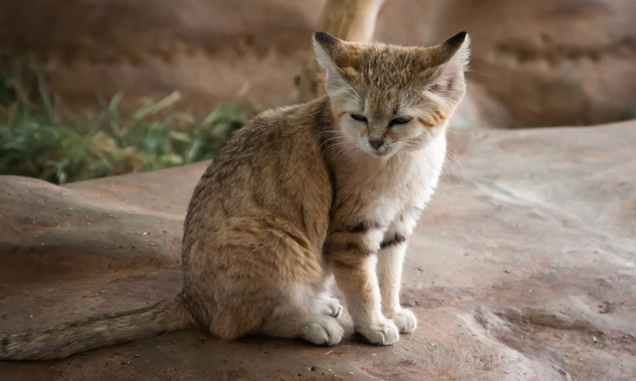 дикая, кошка, спит, хищник, камень