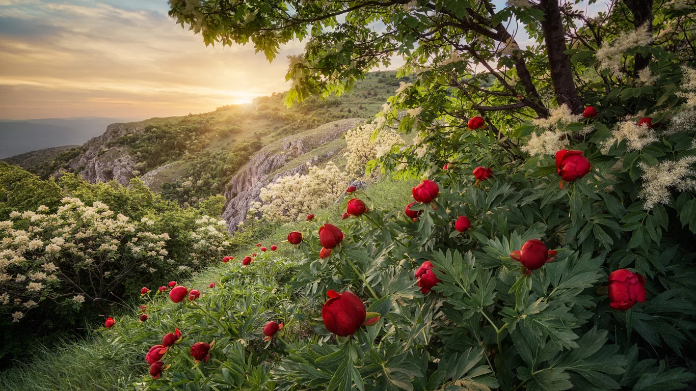 вечер, склон, цветы, природа, камни, закат, деревья, небо