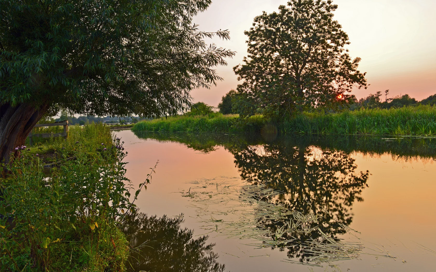 природа, вода, деревья, камыш, закат