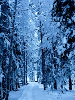 дорога, зима, ели, деревья, лес